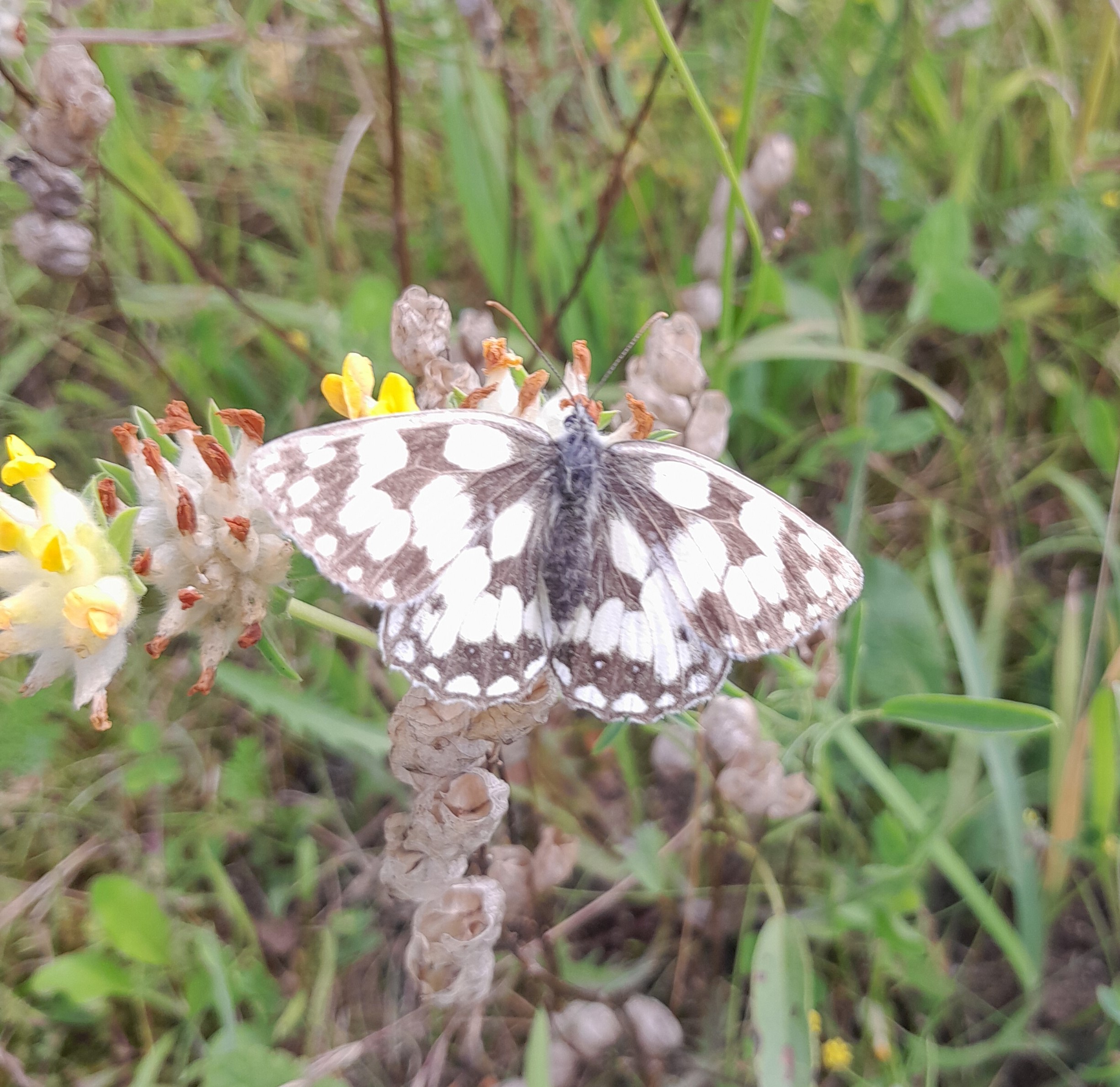 Marbled White Butterfly, July 2024